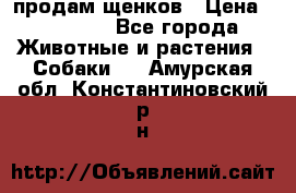 продам щенков › Цена ­ 15 000 - Все города Животные и растения » Собаки   . Амурская обл.,Константиновский р-н